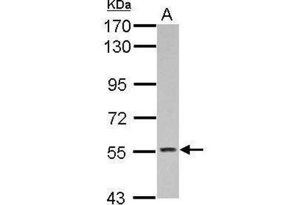 KCNG4 antibody  (Center)