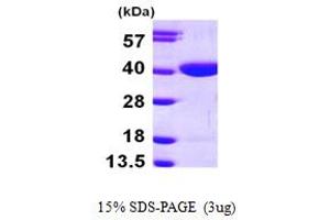 SDS-PAGE (SDS) image for Ribokinase (RBKS) (AA 1-322) protein (His tag) (ABIN667296)