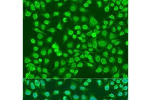 Immunofluorescence analysis of U2OS cells using NPR3 Polyclonal Antibody at dilution of 1:100. (NPR3 antibody)