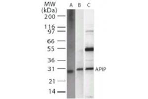 Western blot analysis of APIP in A) recombinant protein, B) HeLa, and C) 293 whole cell lysate. (APIP antibody)
