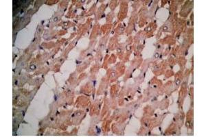Rat heart tissue was stained by Rabbit Anti-MCT-1 (H) Antibody (Mitocryptide-1 (MCT-1) antibody)