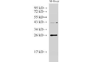 Western Blot analysis of Mouse liver using GSTA1 Polyclonal Antibody at dilution of 1:1000
