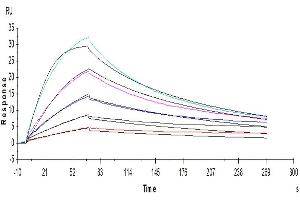 Surface Plasmon Resonance (SPR) image for Colony Stimulating Factor 2 Receptor, Alpha, Low-Affinity (Granulocyte-Macrophage) (CSF2RA) (AA 23-320) protein (His tag) (ABIN7274781)
