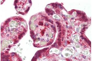 Anti-SNX2 antibody IHC staining of human placenta.