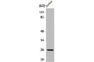 Western Blot analysis of Jurkat cells using C1q-B Polyclonal Antibody (C1QB antibody  (C-Term))