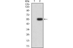 Western blot analysis using CHRNA7 mAb against HEK293 (1) and CHRNA7 (AA: extra 52-259)-hIgGFc transfected HEK293 (2) cell lysate. (CHRNA7 antibody  (AA 52-259))