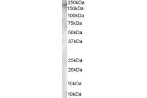 ABIN185416 staining (1µg/ml) of Human Testis lysate (RIPA buffer, 30µg total protein per lane). (ENPEP antibody  (Internal Region))