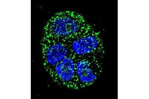 Confocal immunofluorescent analysis of AGR2 Antibody (N-term) (ABIN657766 and ABIN2846743) with WiDr cell followed by Alexa Fluor 488-conjugated goat anti-rabbit lgG (green). (AGR2 antibody  (N-Term))