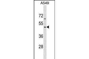 Western Blotting (WB) image for anti-Collagen, Type XXVI, alpha 1 (COL26A1) (AA 261-290) antibody (ABIN1538207)