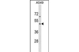 EMID2 Antibody (Center) (ABIN1538207 and ABIN2849215) western blot analysis in A549 cell line lysates (35 μg/lane). (Collagen, Type XXVI, alpha 1 (COL26A1) (AA 261-290) antibody)