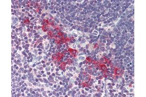 Anti-DNASE2 / DNase II antibody IHC of human thymus. (DNASE2 antibody  (AA 347-360))