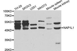 Western blot analysis of extracts of various cell lines, using NAP1L1 antibody. (NAP1L1 antibody)