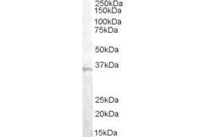 Western Blotting (WB) image for anti-Asparaginase Like 1 (ASRGL1) (AA 42-54) antibody (ABIN303827) (ASRGL1 antibody  (AA 42-54))