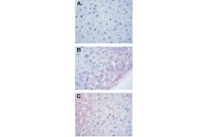anti-3,5-Dibromo-Tyrosine antibody