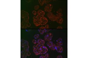 Immunofluorescence analysis of human placenta cells using PLGF Rabbit pAb (ABIN7269385) at dilution of 1:100 (40x lens). (PLGF antibody)