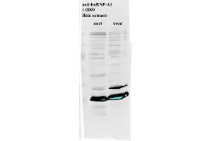 Western blot of anti-hnRNP-A1 on HeLa cell extract (HNRNPA1 antibody)