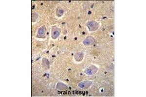 SHISA6 Antibody (N-term) (ABIN655856 and ABIN2845263) immunohistochemistry analysis in formalin fixed and paraffin embedded human brain tissue followed by peroxidase conjugation of the secondary antibody and DAB staining.