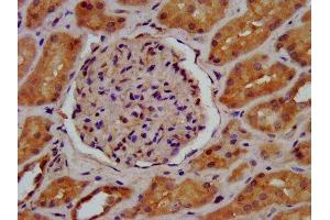 IHC image of ABIN7157971 diluted at 1:600 and staining in paraffin-embedded human kidney tissue performed on a Leica BondTM system. (LGMN antibody  (AA 199-312))