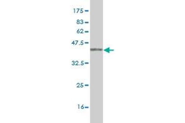 CTNNBL1 antibody  (AA 210-311)