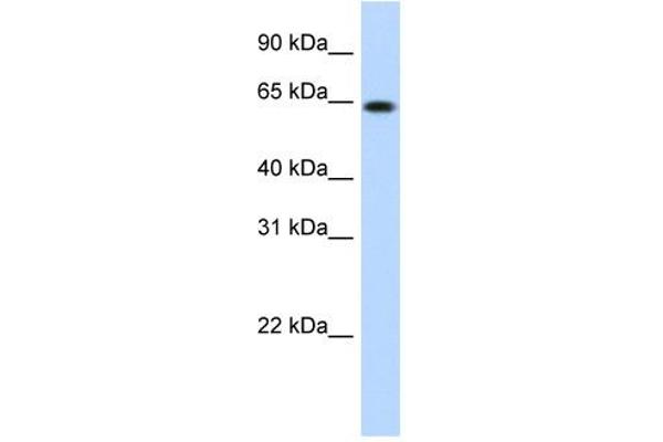 RNF6 antibody  (N-Term)