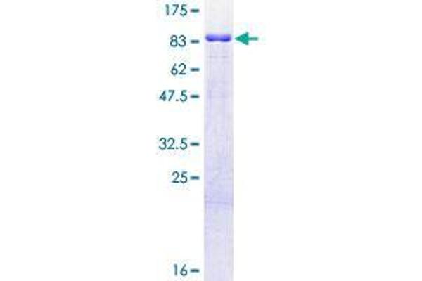 TRIM9 Protein (AA 1-550) (GST tag)