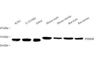 PSMD8 antibody