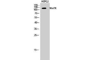 Western Blotting (WB) image for anti-C-Mer Proto-Oncogene Tyrosine Kinase (MERTK) (N-Term) antibody (ABIN3185542) (MERTK antibody  (N-Term))