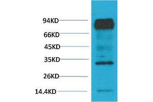 Western Blot (WB) analysis of Mouse Brain Tissue with HIF-1 beta/ARNT Mouse Monoclonal Antibody diluted at 1:2000.