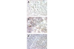 Image no. 1 for anti-G Protein-Coupled Receptor 83 (GPR83) (AA 200-250) antibody (ABIN207664) (GPR83 antibody  (AA 200-250))