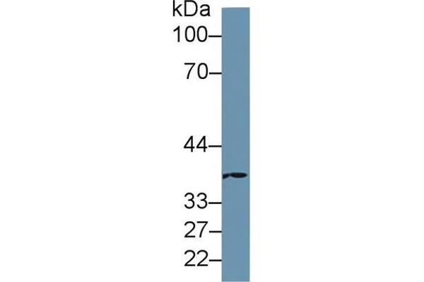 MOSC1 antibody  (AA 41-335)