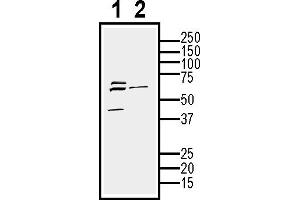 Western blot analysis of mouse  cell line lysate (lane 1) and -derived purified exosomes (lane 2)50 μg of cells and purified exosomes lysates were analyzed using Anti-CD9 (extracellular) Antibody (ABIN7581848), (1:200). (CD9 antibody  (Extracellular))