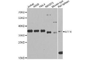 Western blot analysis of extracts of various cell lines, using ATF4 Antibody. (ATF4 antibody  (AA 1-351))