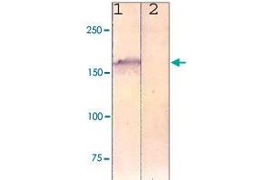 The cell lysate derived from NIH/3T3 was immunoprobed by LRP6 polyclonal antibody  at 1 : 500. (LRP6 antibody)