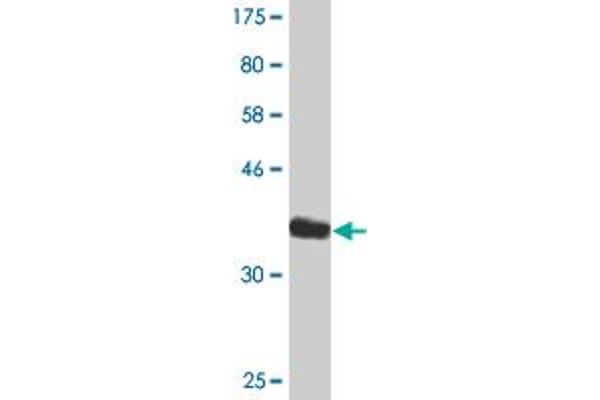 EDIL3 antibody  (AA 101-199)