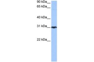 Western Blotting (WB) image for anti-Peroxiredoxin 3 (PRDX3) antibody (ABIN2463509) (Peroxiredoxin 3 antibody)