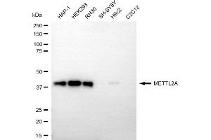 anti-Methyltransferase Like 2A (METTL2A) antibody