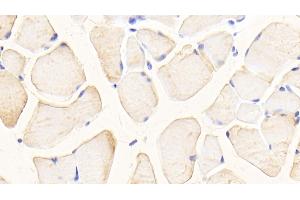 Detection of GLS in Mouse Skeletal muscle Tissue using Polyclonal Antibody to Glutaminase (GLS) (Glutaminase antibody  (AA 31-253))