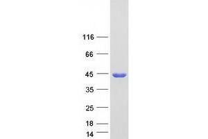 Western Blotting (WB) image for Alcohol Dehydrogenase 1A (Class I), alpha Polypeptide (ADH1A) protein (Myc-DYKDDDDK Tag) (ABIN2714528)