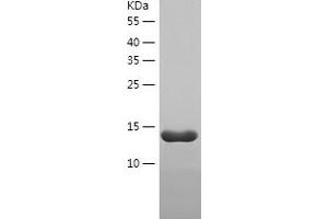 Western Blotting (WB) image for Transcription Elongation Factor A (SII)-Like 8 (TCEAL8) (AA 1-117) protein (His tag) (ABIN7125433)