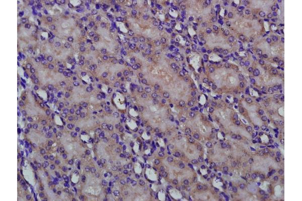 RENBP antibody  (AA 101-200)