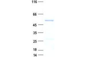 Western Blotting (WB) image for NOP2/Sun Domain Family, Member 7 (NSUN7) protein (His tag) (ABIN2727467)
