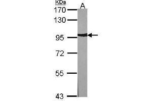 WB Image Sample (30 ug of whole cell lysate) A:NIH-3T3 7.