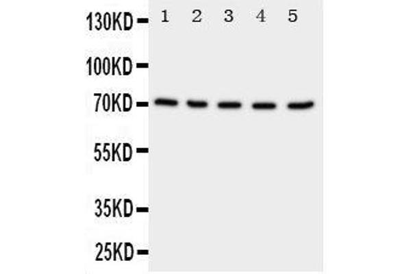 Neuregulin 1 antibody  (C-Term)