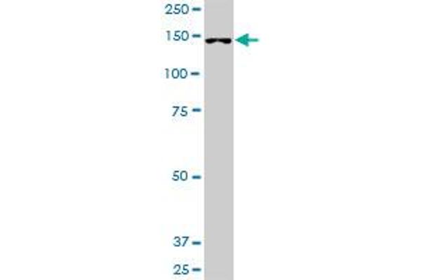 FHOD1 antibody  (AA 1-1164)