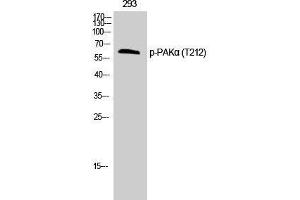 Western Blot analysis of 293T cells with Phospho-PAK1 (Thr212) Polyclonal Antibody (PAK1 antibody  (pThr212))