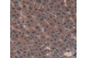 Immunohistochemistry (IHC) image for anti-Glucuronidase, beta (GUSB) (AA 440-648) antibody (ABIN1859102)