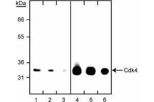 Western blot titration of anti-Cdk4 antibody. (CDK4 antibody)