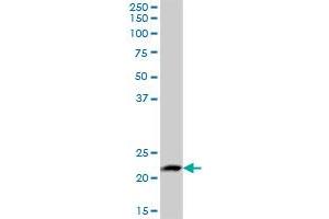 LYZL1 MaxPab polyclonal antibody. (Lysozyme-Like 1 antibody  (AA 1-194))