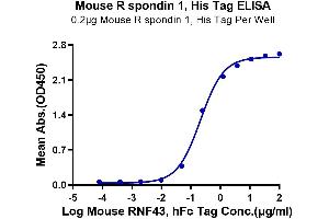 Immobilized Mouse R spondin 1, His Tag at 2 μg/mL (100 μL/Well) on the plate. (RSPO1 Protein (AA 21-265) (His tag))