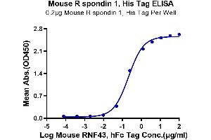 Immobilized Mouse R spondin 1, His Tag at 2 μg/mL (100 μL/Well) on the plate. (RSPO1 Protein (AA 21-265) (His tag))